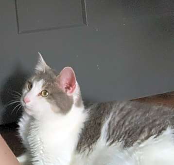 Photo of Tinkerbell