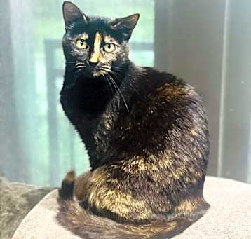 Photo of Coco
