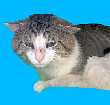 Photo of Druid