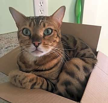 Photo of Meatball