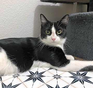 Photo of Olive