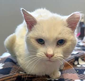 Photo of Sugar