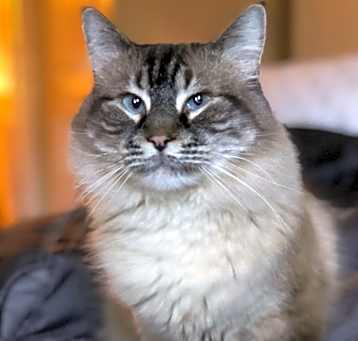 Photo of Felix
