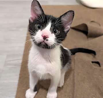 Photo of Cookie