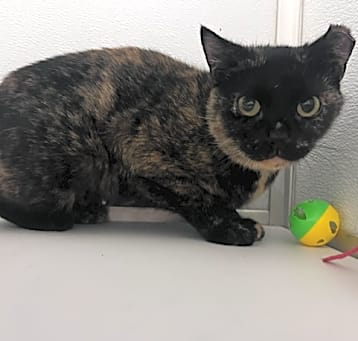 Photo of Hazel