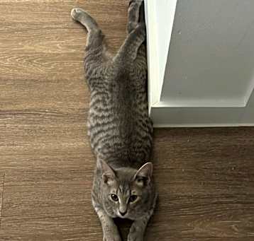 Photo of Zoro
