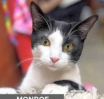 Photo of Monroe