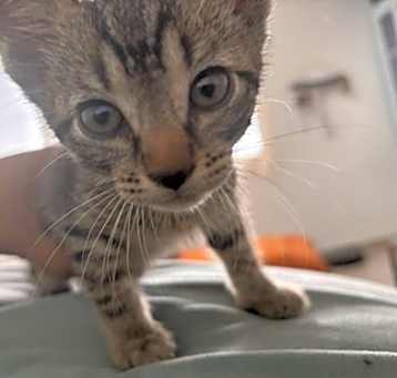 Photo of Mr. Mittens