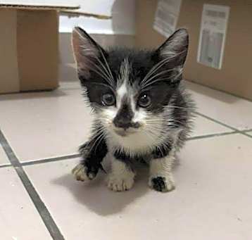 Photo of Oreo