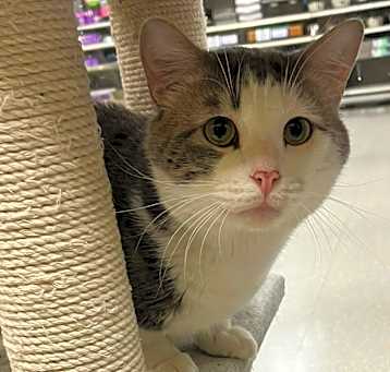 Photo of Lucky