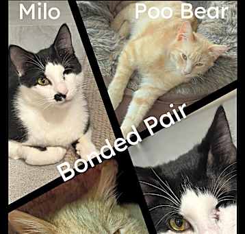 Photo of Milo