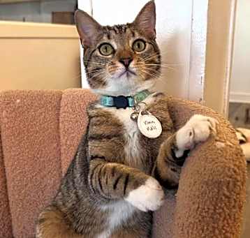 Photo of Ghost (Pounce Cat Cafe)