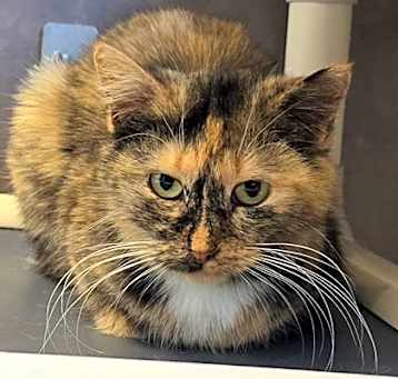Photo of Pheebe