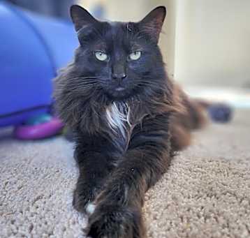 Photo of Delilah