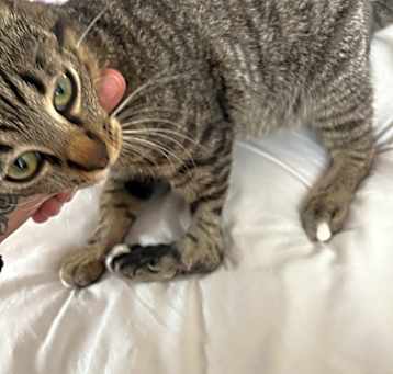 Photo of Smithville McMittens