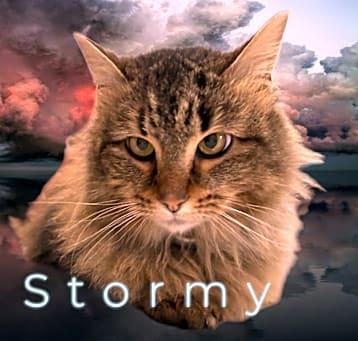 Photo of Stormy