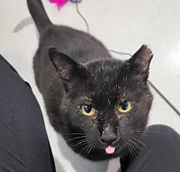 Photo of Houdini 