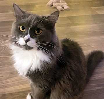 Photo of Bella
