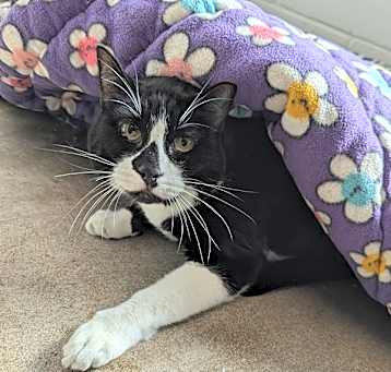 Photo of Mowgli - Bonded With Jamie