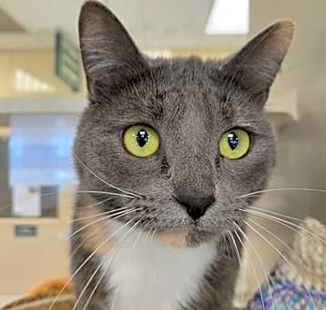 Photo of Buttercup