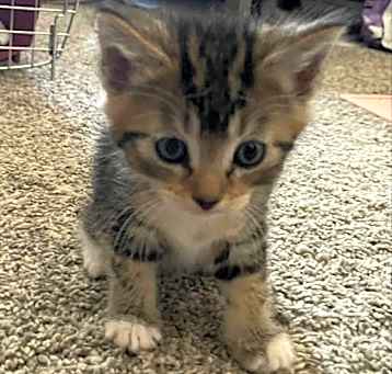 Photo of Maple