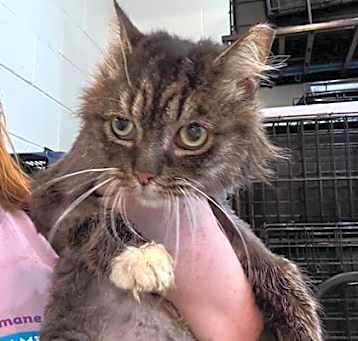 Photo of Whiskey