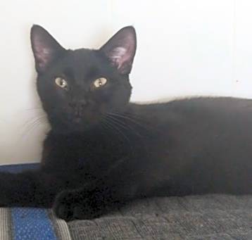 Photo of Fig