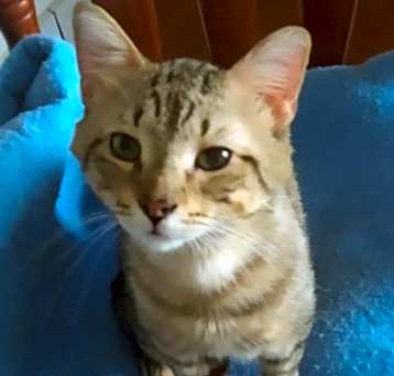 Photo of Tig