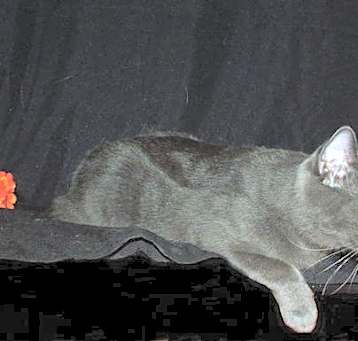 Photo of Rocher