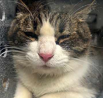 Photo of Bronco