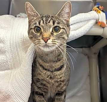 Photo of Diamond-In Foster