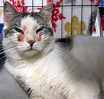 Photo of Timber
