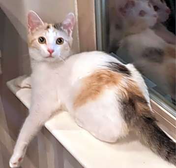 Photo of Clover