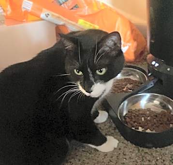 Photo of Milo