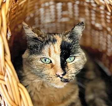 Photo of Picassa