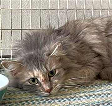 Photo of CRUNCHIE