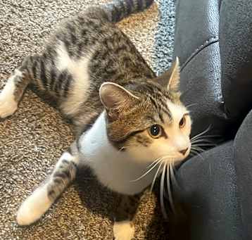 Photo of Ollie