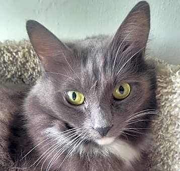 Photo of Penny