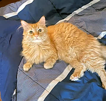 Photo of Jelly (and Peanut)