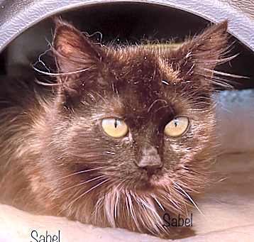 Photo of Sable SCP