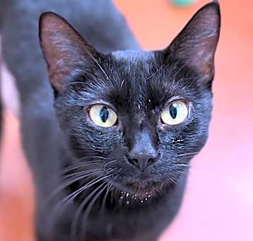 Photo of Purdy
