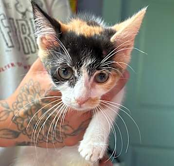 Photo of JIJI