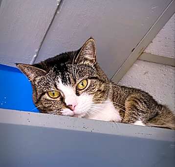 Photo of Baily