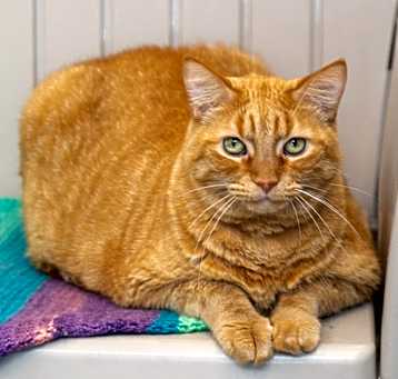 Photo of Toby