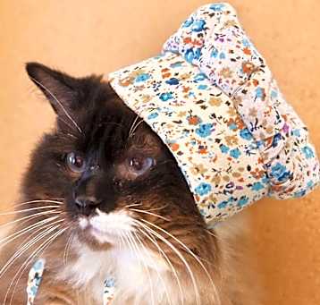 Photo of Smokey