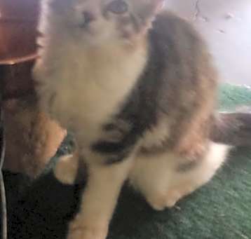 Photo of Floofy