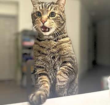 Photo of Jax