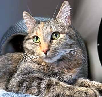 Photo of Pepper