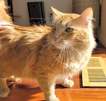 Photo of Cheeto