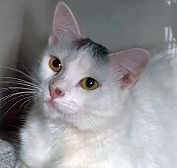 Photo of Cat in the Hat